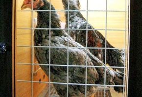 軍鶏を飼いはじめた方から注文頂きました。
朝早くから大きな声で鳴きはじめ近所迷惑を考え防音の対策をした小屋を注文頂きました。
防音でいてフンの処理を簡単に出来る様に引出で受ける作りとしました。